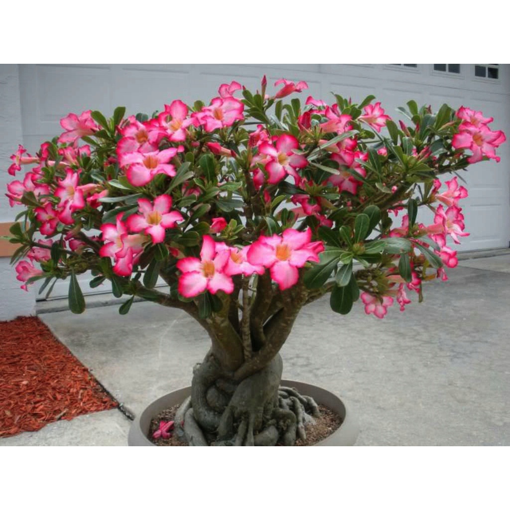 Adenium obesum Desert Rose MINI BAOBAB rastlina megamix.shop