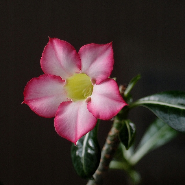 Adenium obesum Desert Rose MINI BAOBAB rastlina megamix.shop