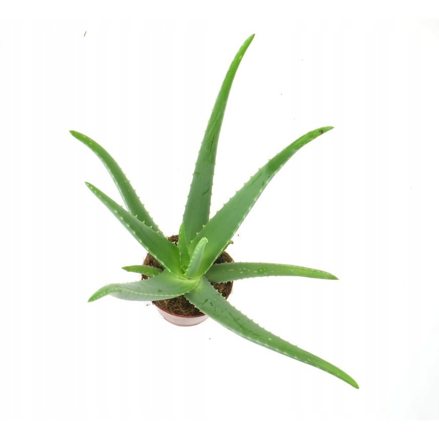 Aloe Vera 40cm rastlina s kvetináčom 12cm megamix.shop