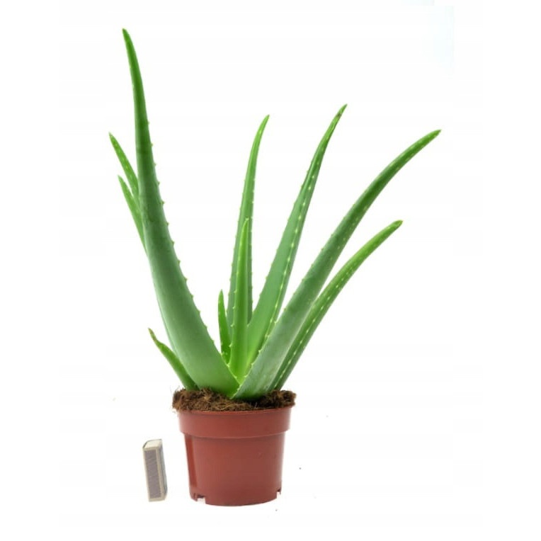 Aloe Vera 40cm rastlina s kvetináčom 12cm megamix.shop