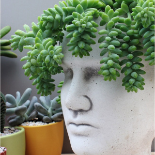 Sedum Buritto visící copy sazenice v květináči sukulent