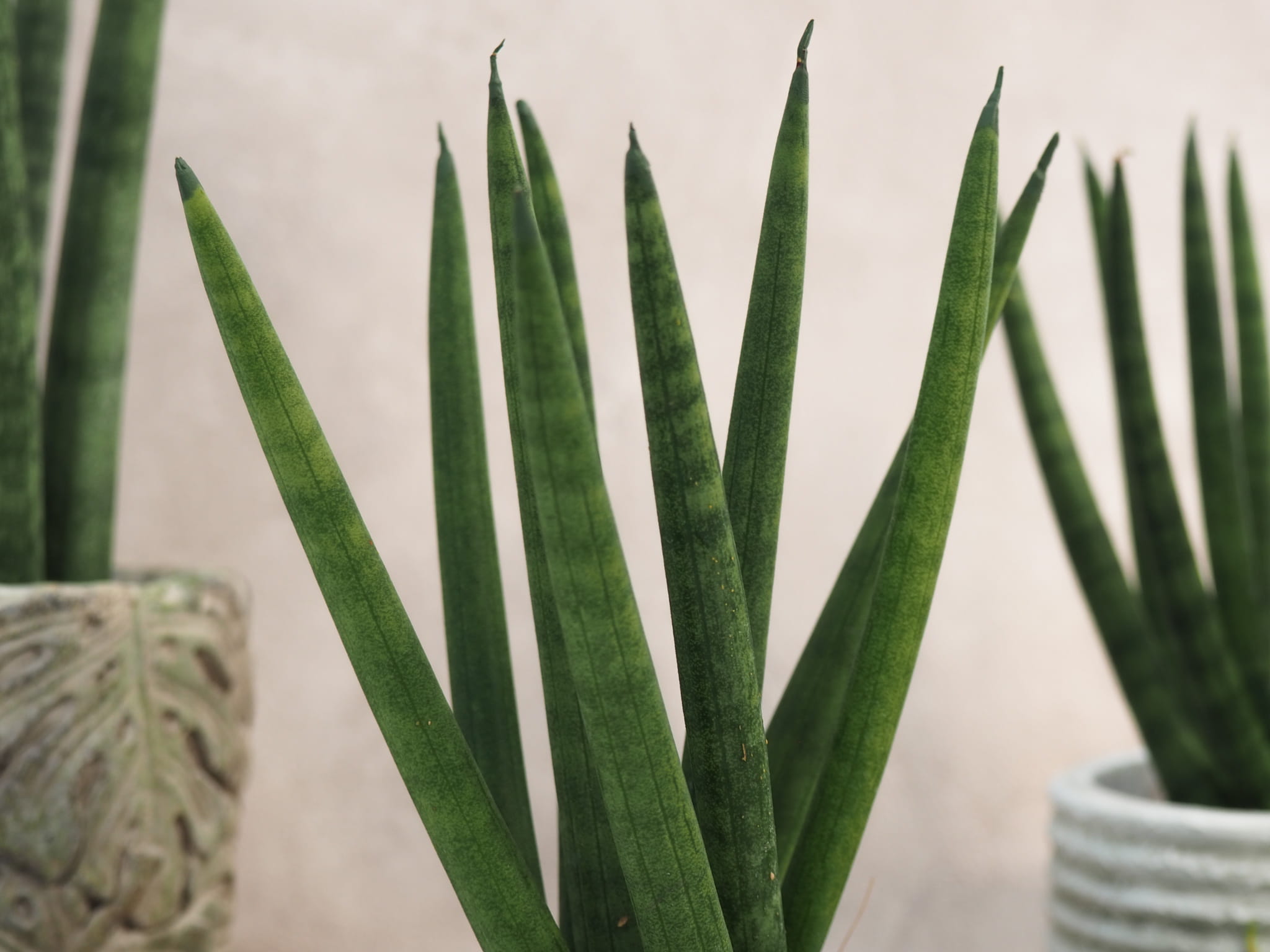 sansevieria cylindrica Spaghetti 15cm megamix.shop