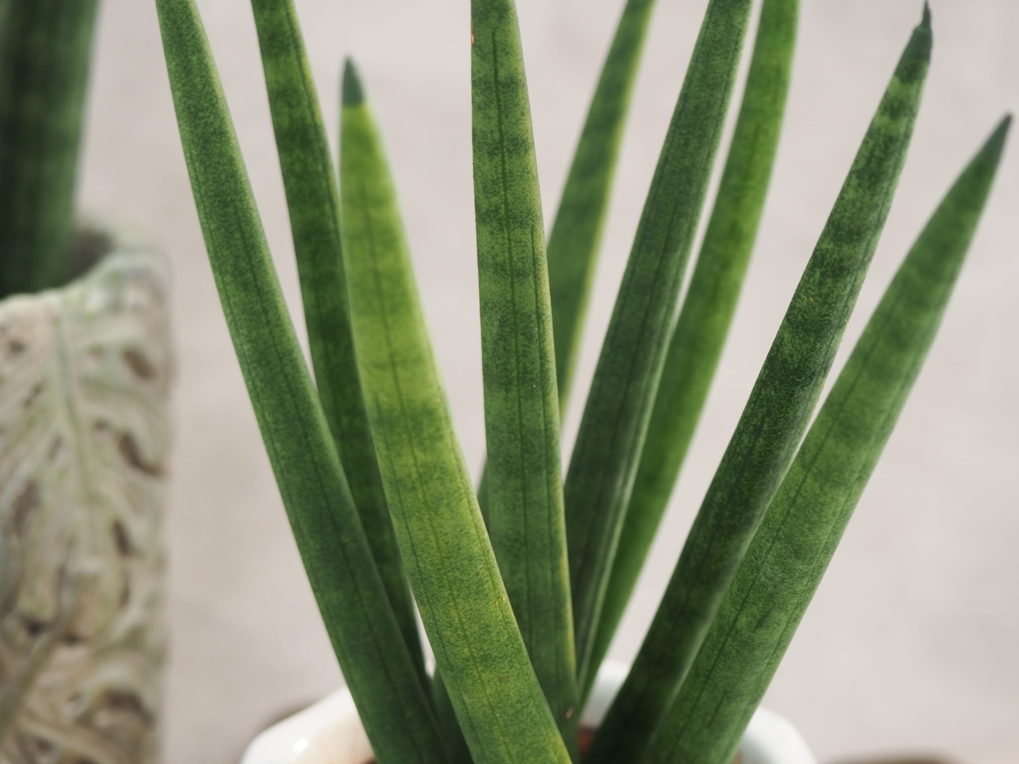 sansevieria cylindrica Spaghetti 15cm megamix.shop