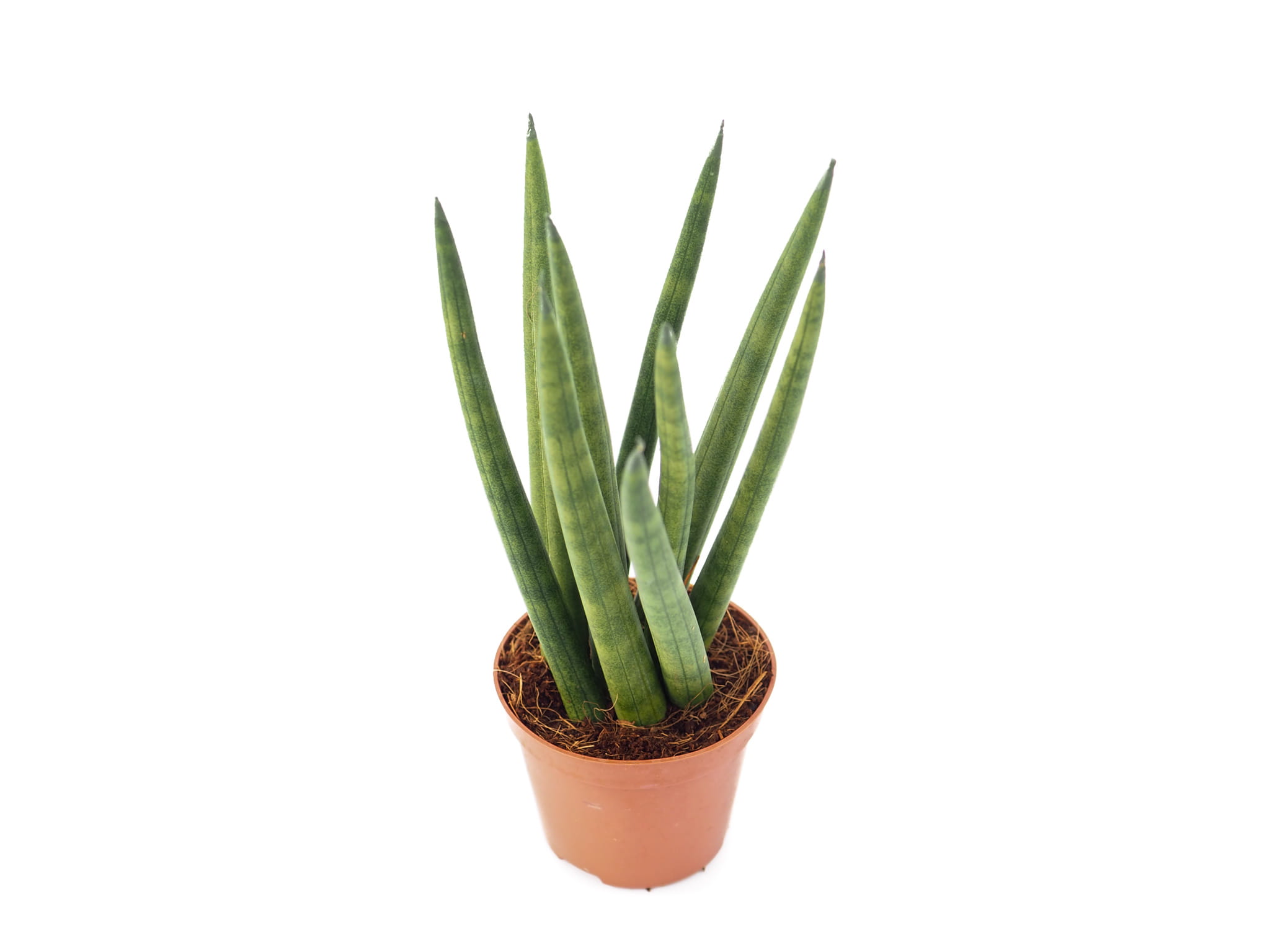 sansevieria cylindrica Spaghetti 15cm megamix.shop