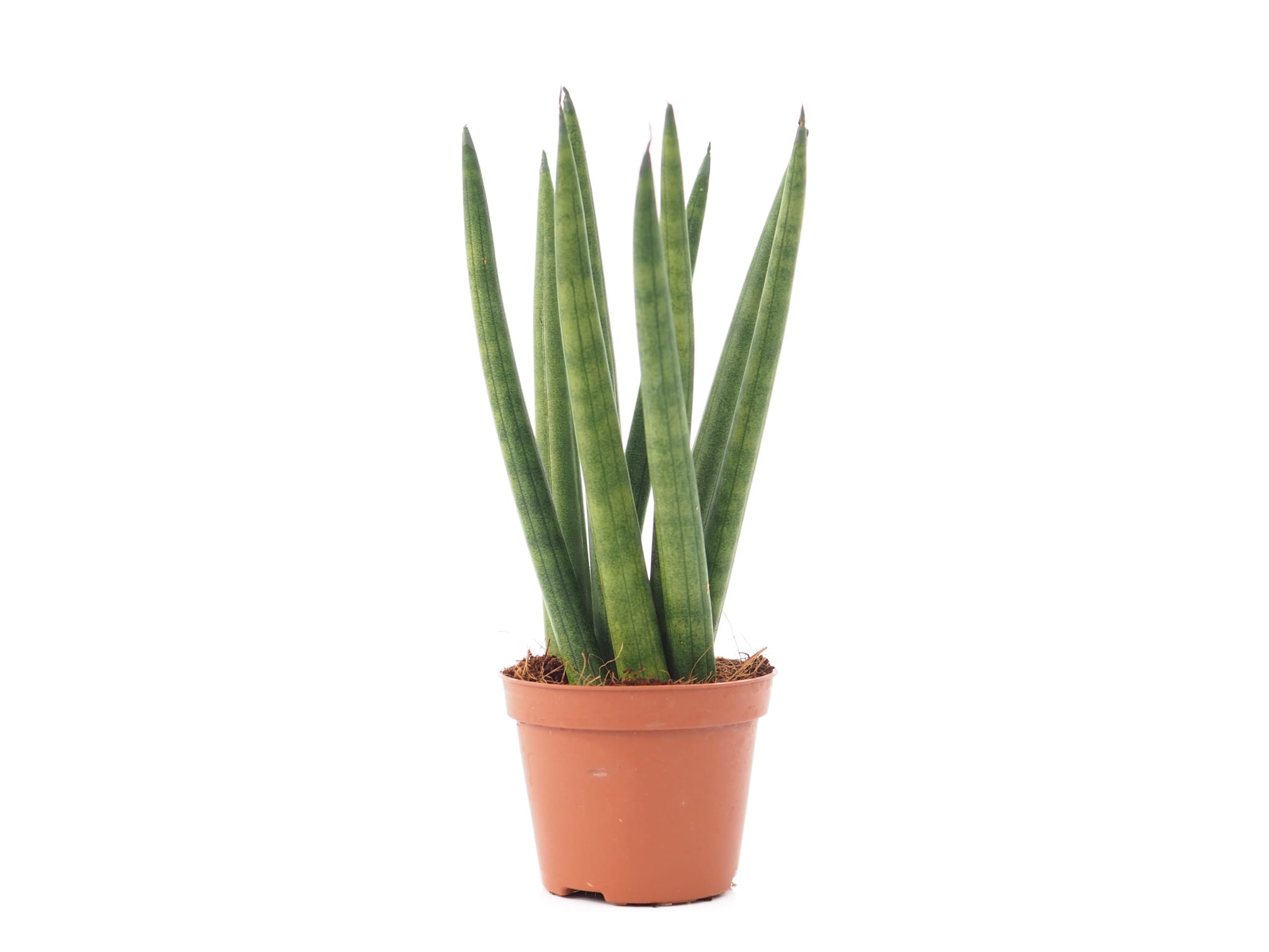 sansevieria cylindrica Spaghetti 15cm megamix.shop