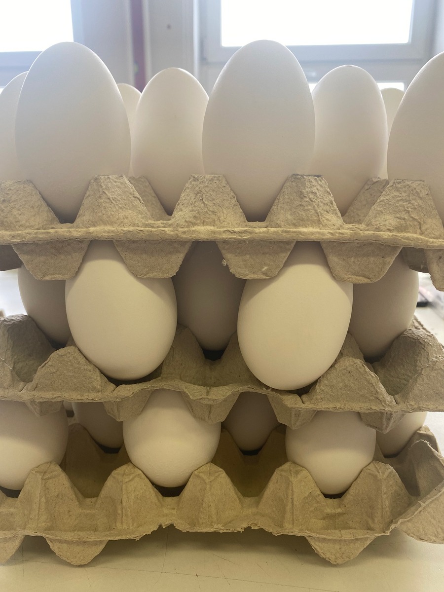 Skořápky husích vajec vyfouknuté 10ks na zdobení velikonoční vajíčka kraslice megamix.shop