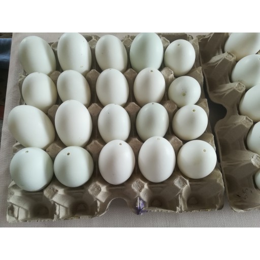 skořápky kachních vajec vyfouknuté 10ks na zdobení velikonoční vajíčka kraslice megamix.shop